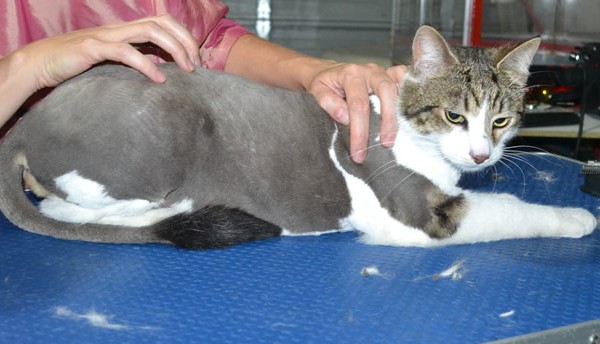 Ernest is a Short hair domestic. He had his fur shaved down, nails clipped and ears cleaned.