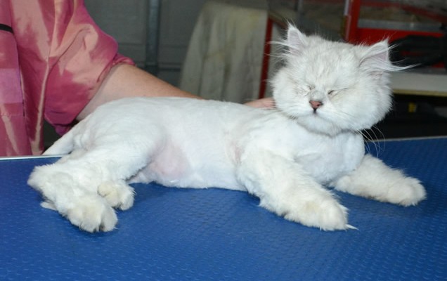Dr Phil is a Chinchilla. He had his matted fur shaved down, nails clipped and ears cleaned.