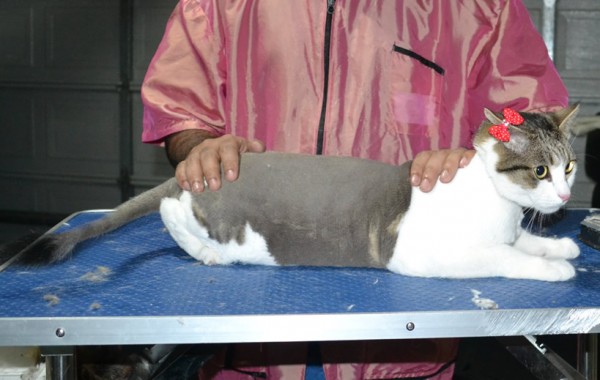 Effy is a Short hair domestic. She had her nails clipped, fur shaved down and ears cleaned.