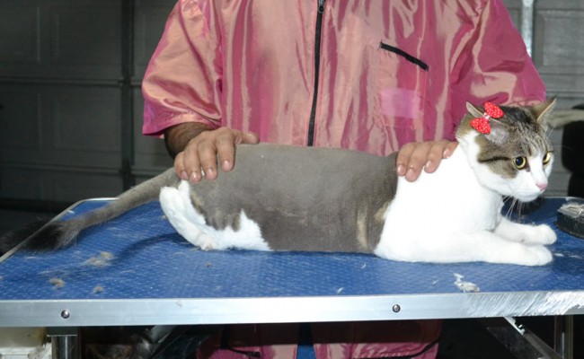 Effy is a Short hair domestic. She had her nails clipped, fur shaved down and ears cleaned.