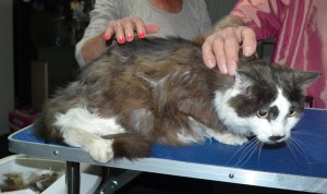 Mambo is a 17 yr old Long hair domestic. He had his nails clipped, matted fur shaved down and ears cleaned.