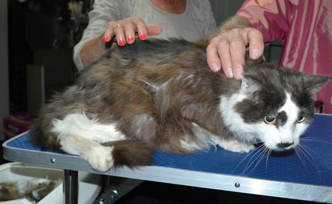 Mambo is a 17 yr old Long hair domestic. He had his nails clipped, matted fur shaved down and ears cleaned.
