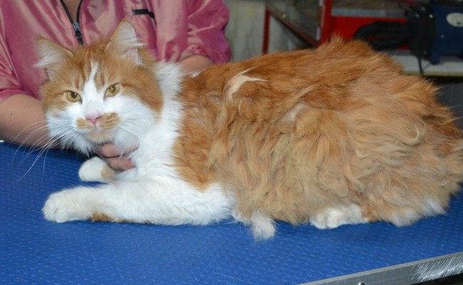 Boris is a long hair domestic. He had his matted fur shaved down, nails clipped ears cleaned and a wash n blow dry.