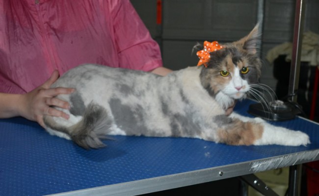 Crystal is a MaineCoon. She had her fur shaved down, nails clipped and ears cleaned.