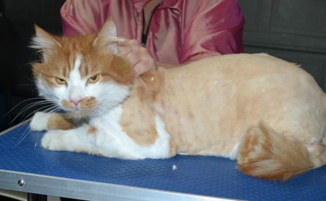 Boris is a long hair domestic. He had his matted fur shaved down, nails clipped ears cleaned and a wash n blow dry.