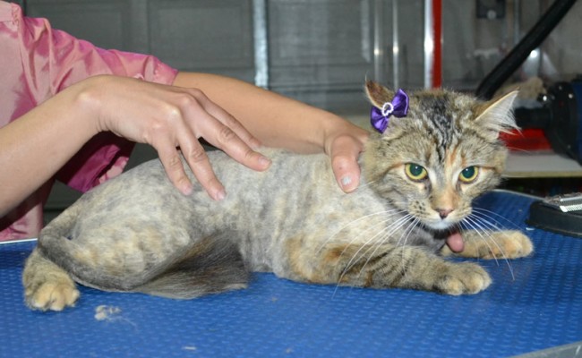 Latte is a Medium hair Domestic. She had her fur shaved down, nails clipped, ears cleaned and a wash n blow dry.