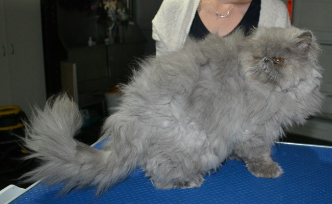 Astro is a Persian. He had his matted fur shaved down, nails clipped, and ears cleaned.