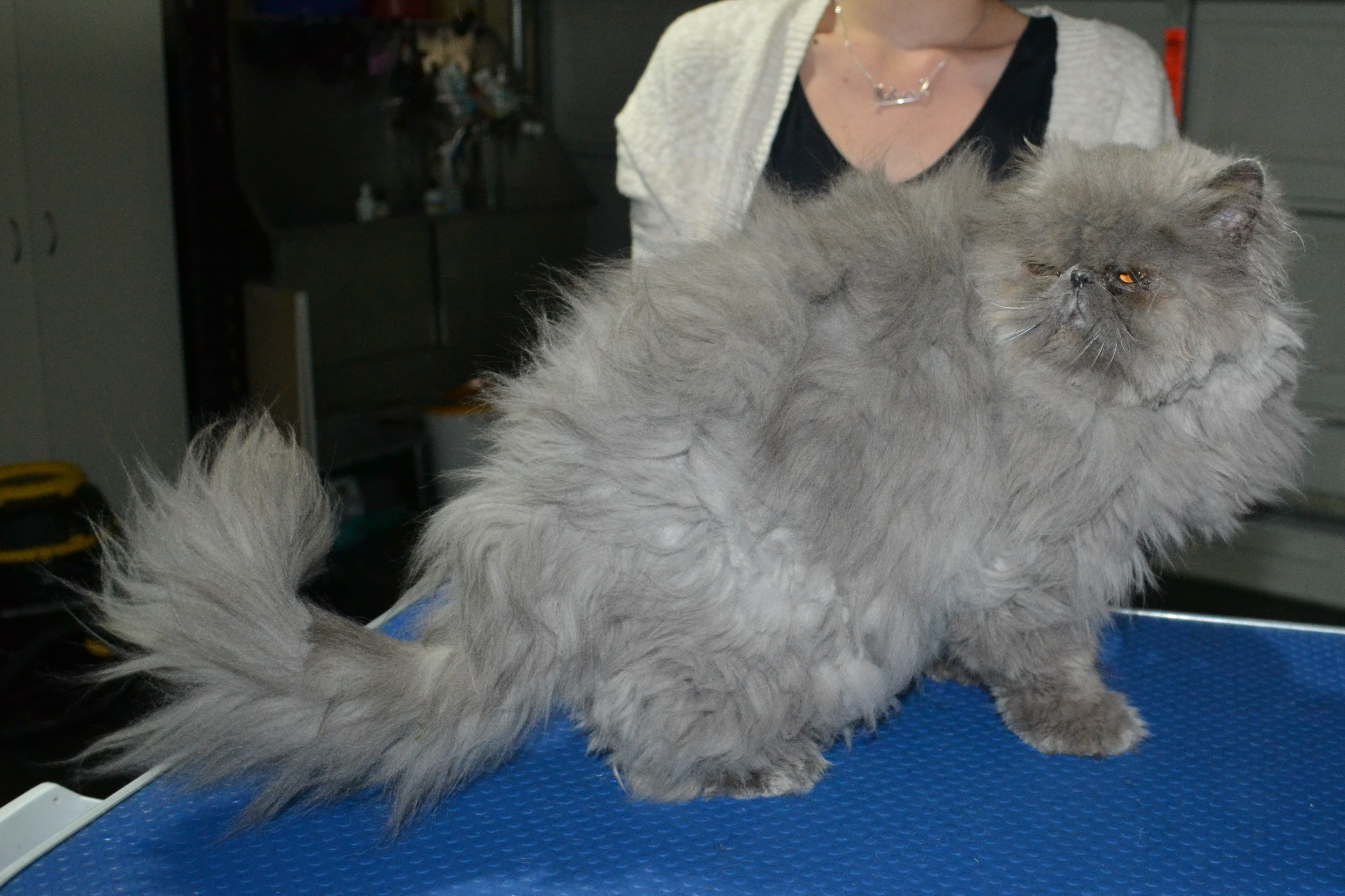 Astro is a Persian. He had his matted fur shaved down, nails clipped, and ears cleaned.