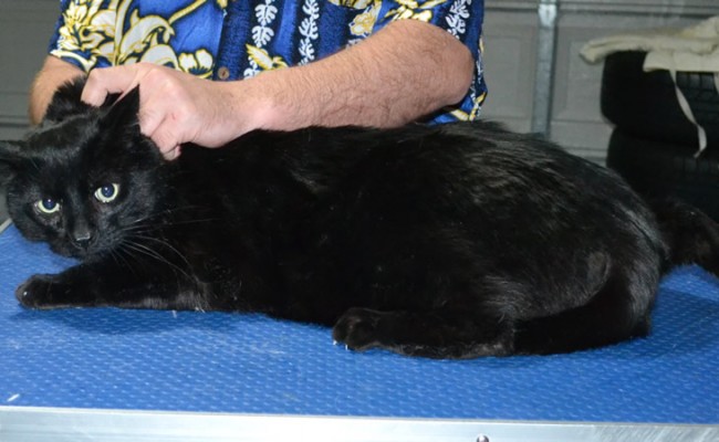 Lord Grantham is a Medium Hair Domestic. He had his nails clipped, fur shaved down, ears cleaned and a wash n blow dry.