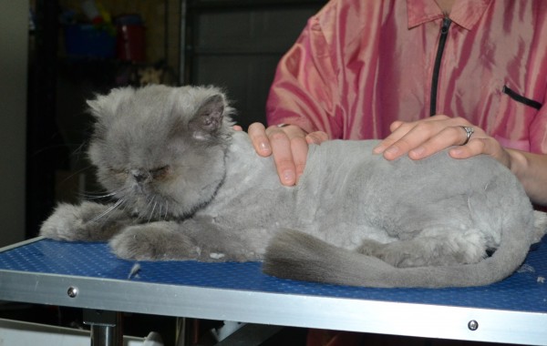 Astro is a Persian. He had his matted fur shaved down, nails clipped, and ears cleaned.