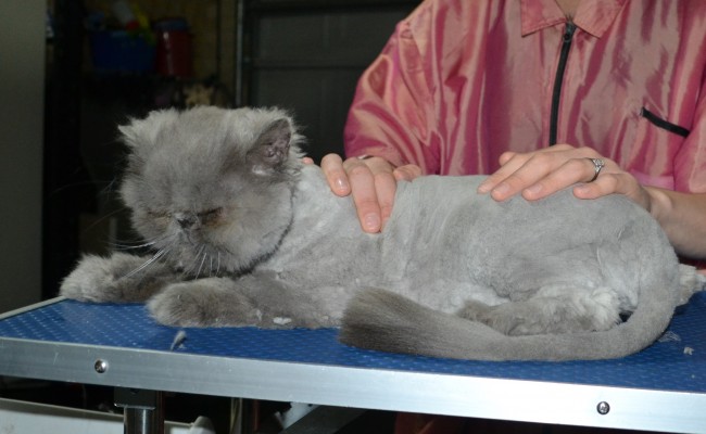 Astro is a Persian. He had his matted fur shaved down, nails clipped, and ears cleaned.