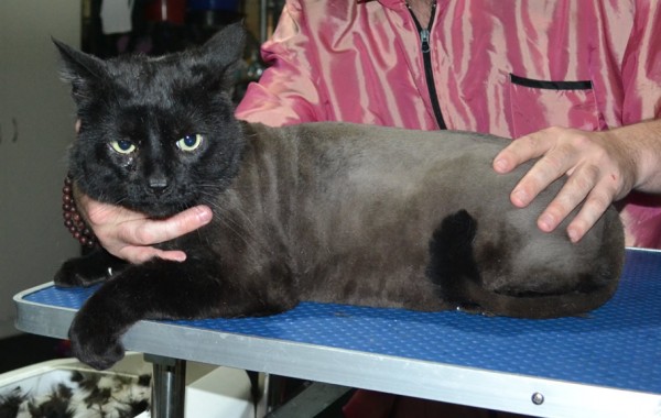 Lord Grantham is a Medium Hair Domestic. He had his nails clipped, fur shaved down, ears cleaned and a wash n blow dry.