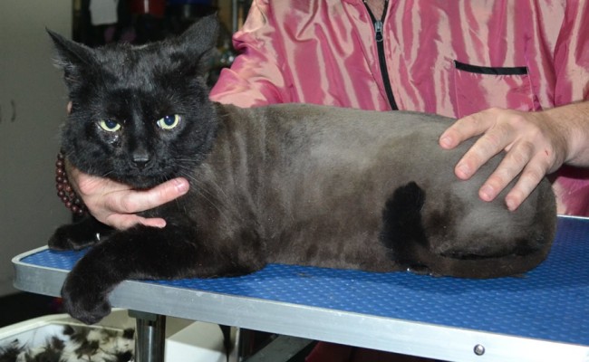 Lord Grantham is a Medium Hair Domestic. He had his nails clipped, fur shaved down, ears cleaned and a wash n blow dry.