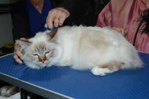 Teddy is a Birman. He had his fur shaved down, nails clipped, and ears cleaned.