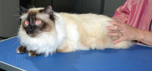 Leo is a Ragdoll. He had his fur shaved down, nails clipped ears cleaned and a wash n blow dry.