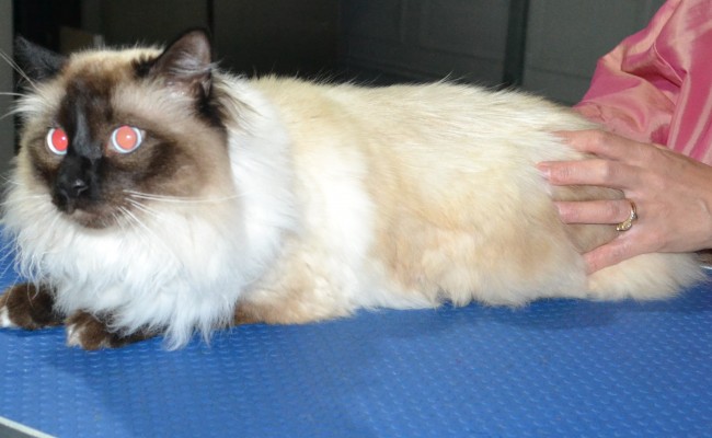 Leo is a Ragdoll. He had his fur shaved down, nails clipped ears cleaned and a wash n blow dry.