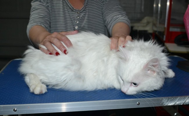 Mia (boy) is a Long hair Domestic. He had his matted fur shaved down, nails clipped, ears cleaned and a wash n blow dry.
