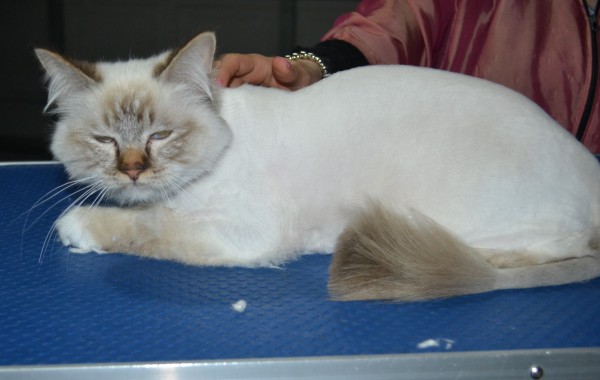 Teddy is a Birman. He had his fur shaved down, nails clipped, and ears cleaned.