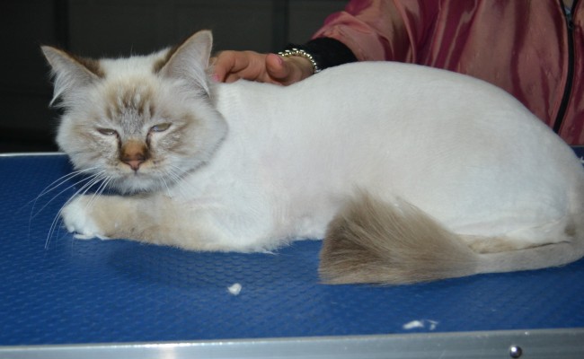 Teddy is a Birman. He had his fur shaved down, nails clipped, and ears cleaned.