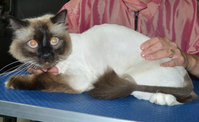 Leo is a Ragdoll. He had his fur shaved down, nails clipped ears cleaned and a wash n blow dry.