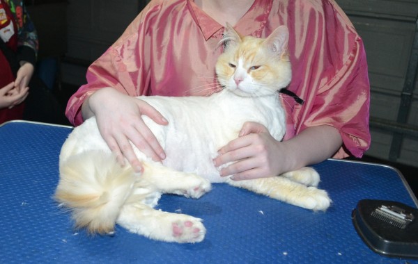 Bishop is a Ragdoll. He had his fur shaved down, Nails clipped and ears cleaned.