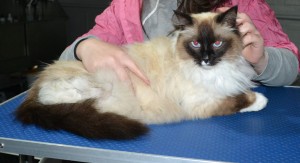 Minx is a Ragdoll. He had his matted fur shaved down, nails clipped, and ears cleaned.