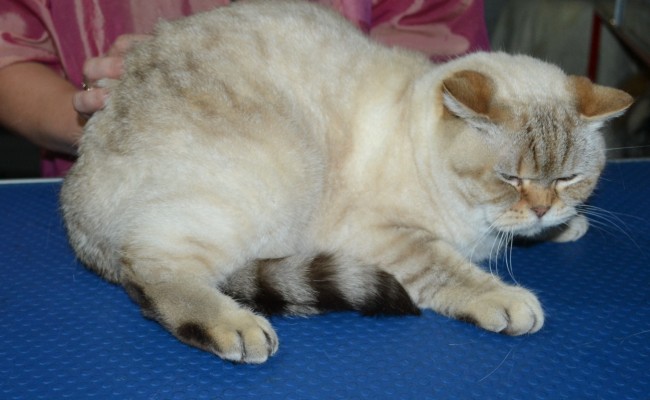 Diva is a British Short Hair. She had her fur shaved down, nails clipped ears cleaned and a wash n blow dry.