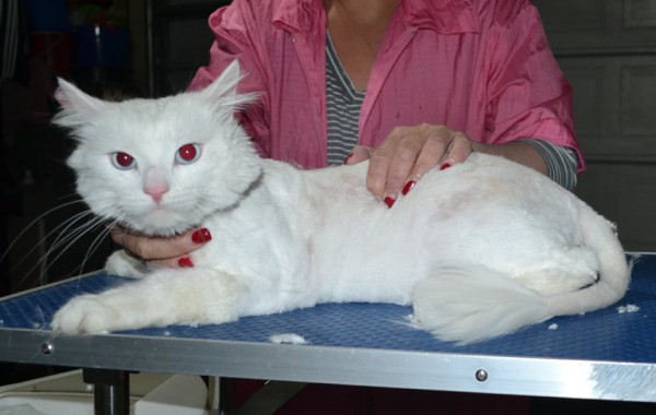 Mia (boy) is a Long hair Domestic. He had his matted fur shaved down, nails clipped, ears cleaned and a wash n blow dry.