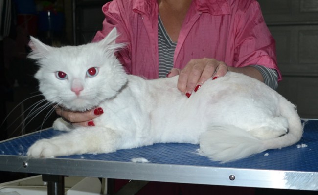 Mia (boy) is a Long hair Domestic. He had his matted fur shaved down, nails clipped, ears cleaned and a wash n blow dry.