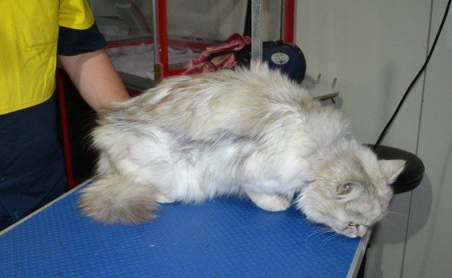 Masey is a Chinchilla. She had her matted fur shaved down, Nails clipped and ears cleaned.