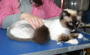 Minx is a Ragdoll. He had his matted fur shaved down, nails clipped, and ears cleaned.