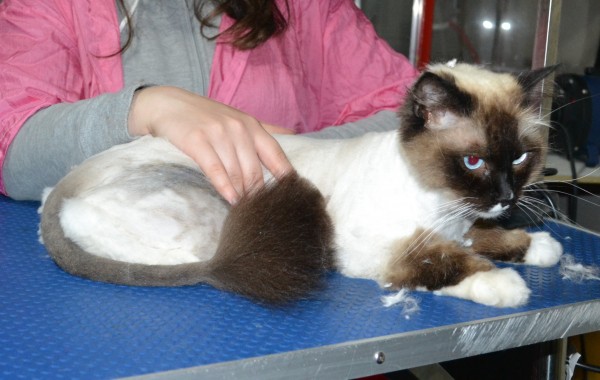 Minx is a Ragdoll. He had his matted fur shaved down, nails clipped, and ears cleaned.