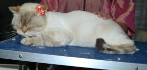 Diva is a British Short Hair. She had her fur shaved down, nails clipped ears cleaned and a wash n blow dry.