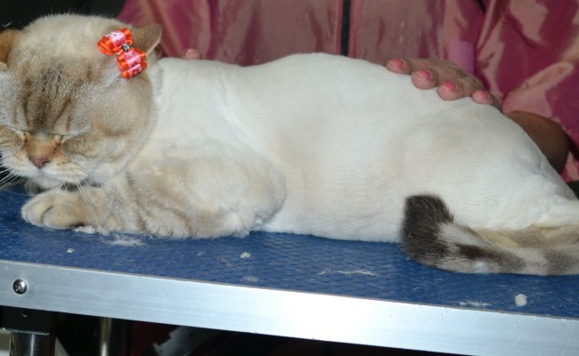 Diva is a British Short Hair. She had her fur shaved down, nails clipped ears cleaned and a wash n blow dry.
