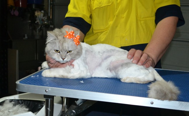 Masey is a Chinchilla. She had her matted fur shaved down, Nails clipped and ears cleaned.