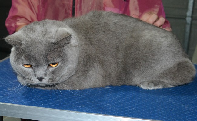 Dylan is a British short hair. He had his fur shaved down, nails clipped, ears cleaned.
