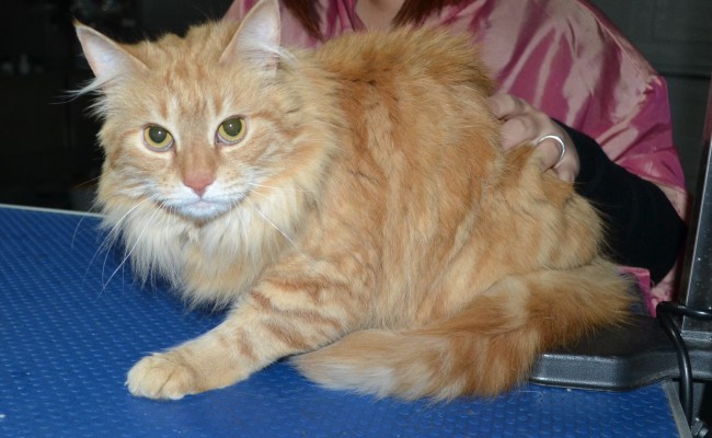 Eggplant is a Long hair Domestic. She had her fur shaved down, nails clipped, ears cleaned and a wash n blow dry.