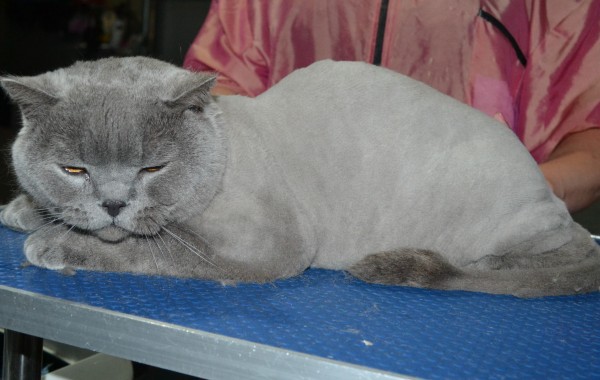 Dylan is a British short hair. He had his fur shaved down, nails clipped, ears cleaned.