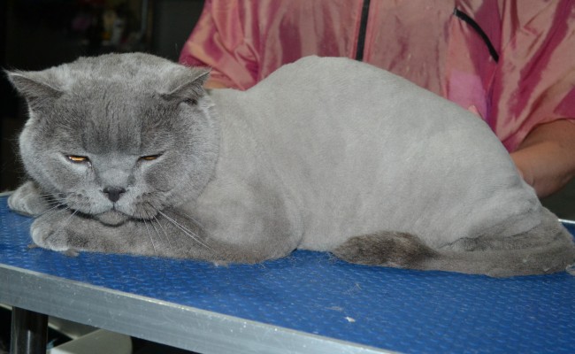 shaved british shorthair