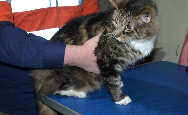 Elle is a Medium hair domestic. She had her matted fur shaved down, nails clipped ears cleaned and a wash n blow dry.
