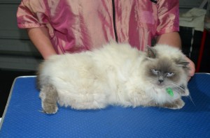 Mia is a Ragdoll. She had her matted fur shaved down, Nails clipped and ears cleaned.