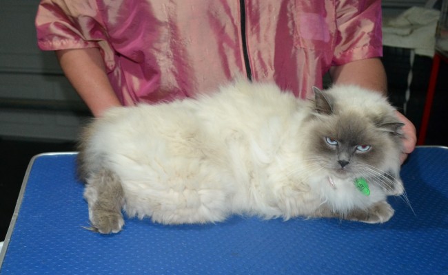 Mia is a Ragdoll. She had her matted fur shaved down, Nails clipped and ears cleaned.