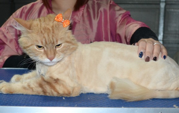 Eggplant is a Long hair Domestic. She had her fur shaved down, nails clipped, ears cleaned and a wash n blow dry.