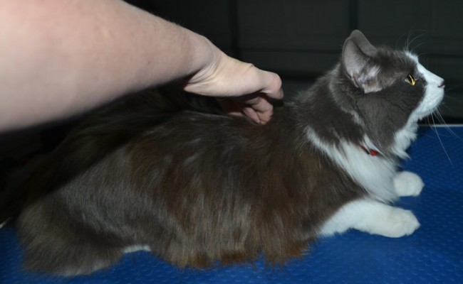 Huggles is a Long Hair Domestic. She had her fur shaved down, nails clipped and ears cleaned.