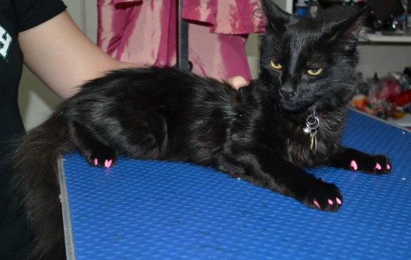 Terror the Medium hair came in for a nail clip and full Softpaw nail caps.