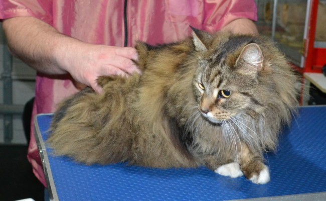 Ratchie is a long hair Domestic. He had his matted fur shaved down, nails clipped, and ears cleaned.