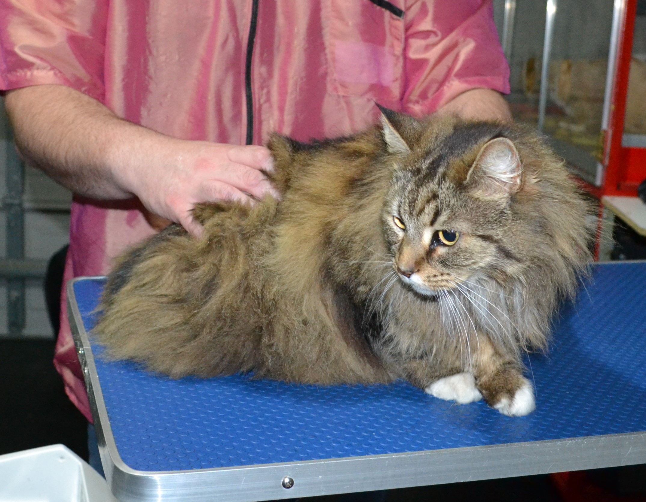 Ratchie is a long hair Domestic. He had his matted fur shaved down, nails clipped, and ears cleaned.