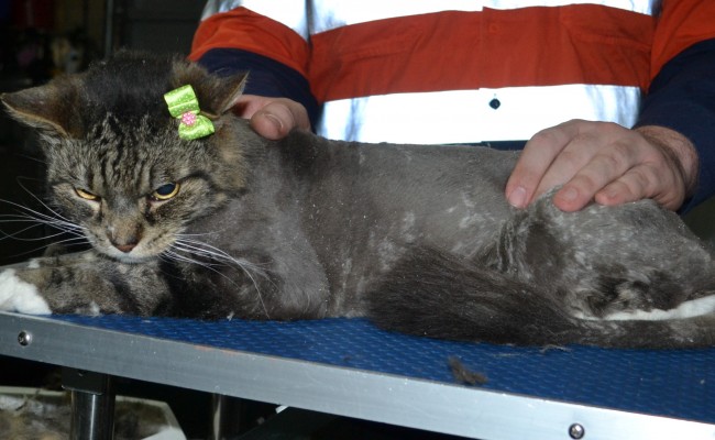 Elle is a Medium hair domestic. She had her matted fur shaved down, nails clipped ears cleaned and a wash n blow dry.