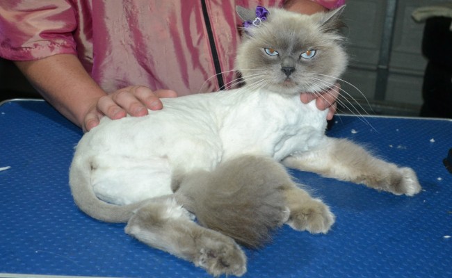 Mia is a Ragdoll. She had her matted fur shaved down, Nails clipped and ears cleaned.