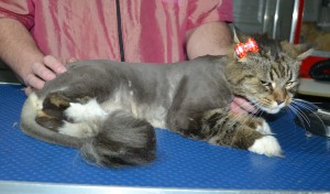 Ratchie is a long hair Domestic. He had his matted fur shaved down, nails clipped, and ears cleaned.